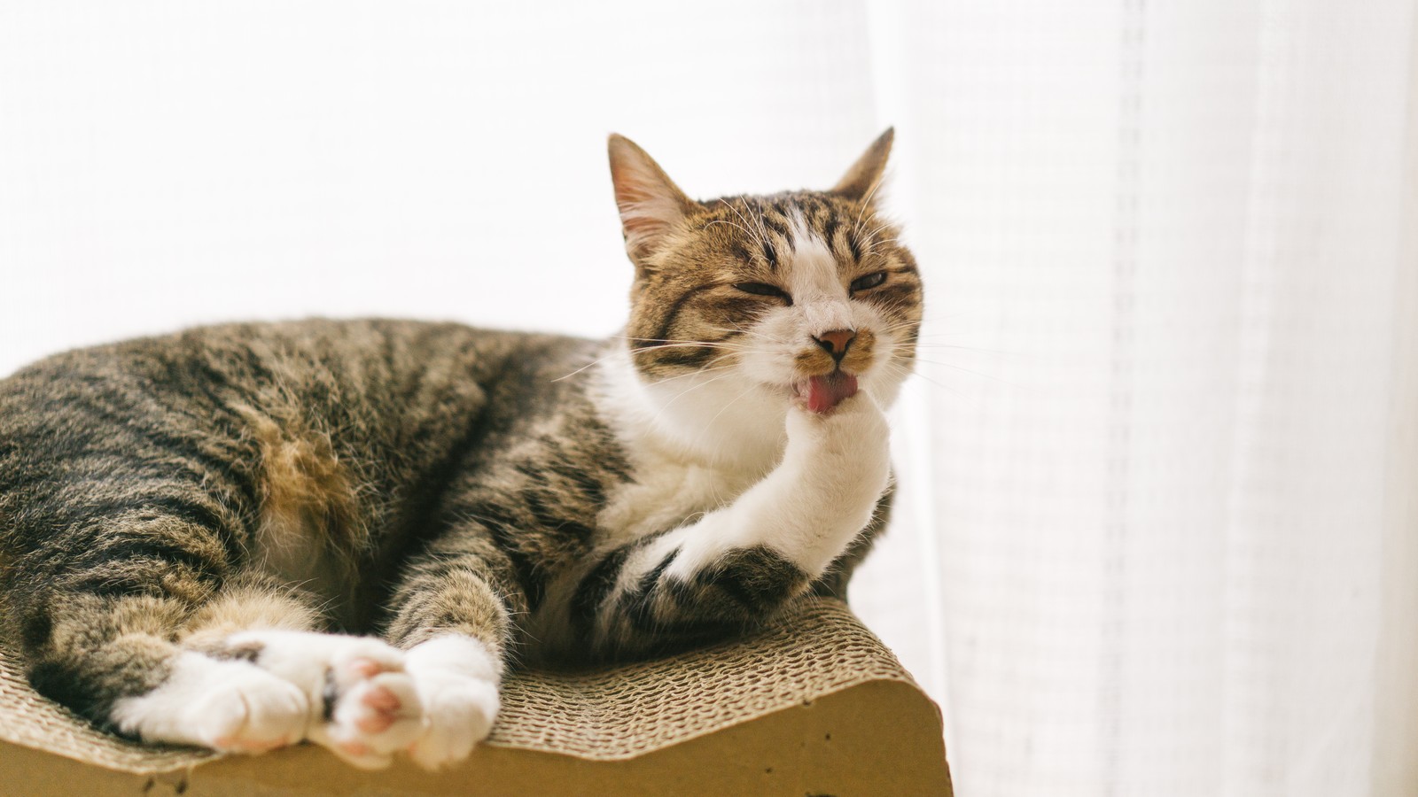 ねこ