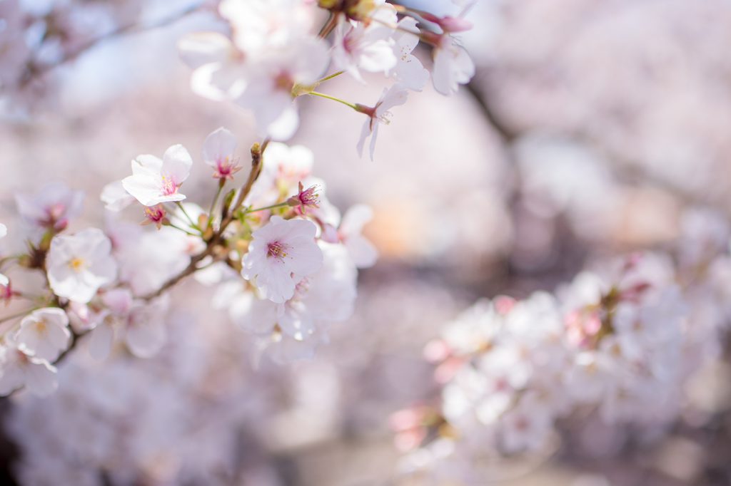 桜2019