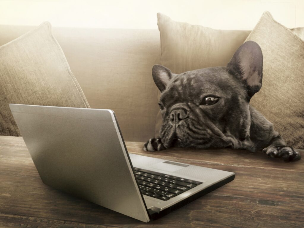 犬がパソコンを見ている写真